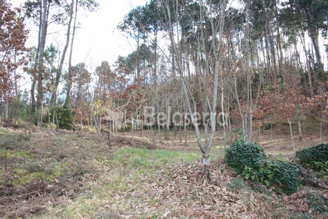 Quintinha em Couto de Baixo