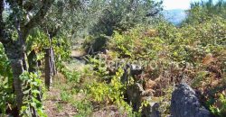 Terreno em Rio Torto