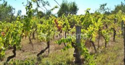 Terreno em Rio Torto