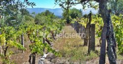 Terreno em Rio Torto