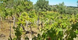 Terreno em Rio Torto