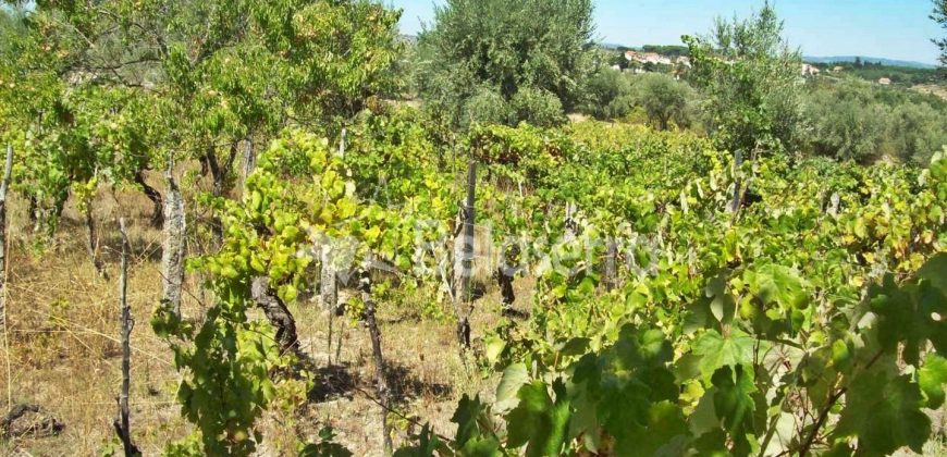 Terreno em Rio Torto