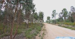Terreno com eucaliptos no Espadanal – Tábua
