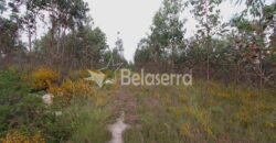 Terreno com eucaliptos no Espadanal – Tábua