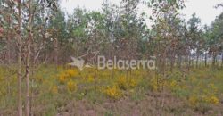 Terreno com eucaliptos no Espadanal – Tábua