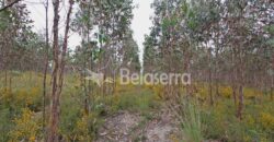 Terreno com eucaliptos no Espadanal – Tábua