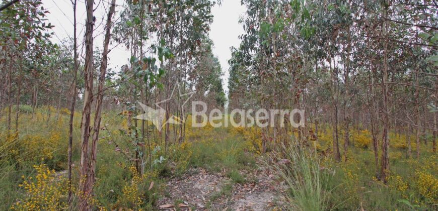 Terreno com eucaliptos no Espadanal – Tábua