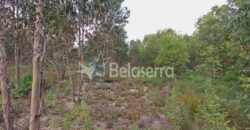 Terreno com eucaliptos no Espadanal – Tábua