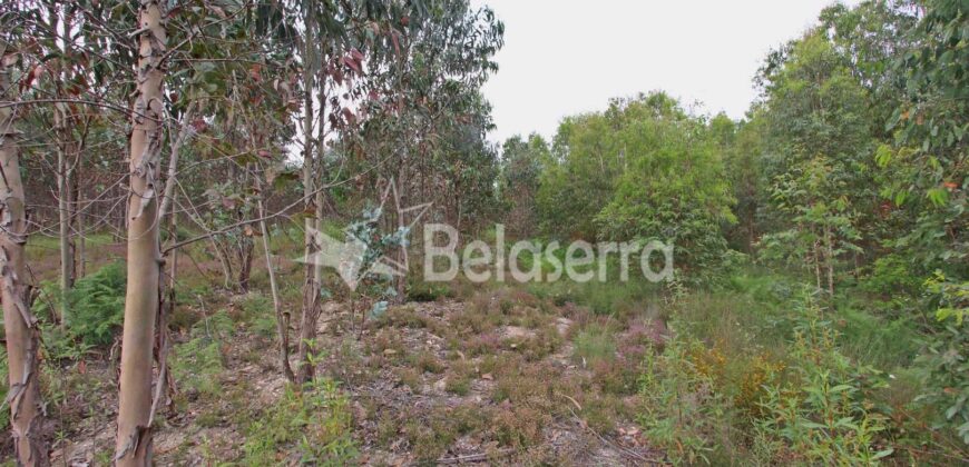 Terreno com eucaliptos no Espadanal – Tábua