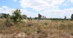 Terreno de pinhal em Santa Comba