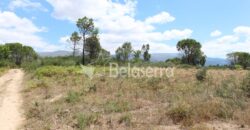 Terreno de pinhal em Santa Comba