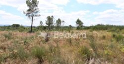 Terreno de pinhal em Santa Comba