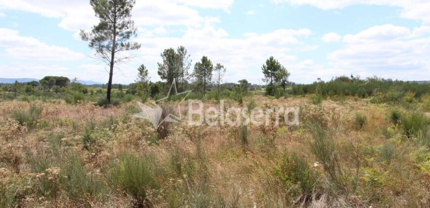 Terreno de pinhal em Santa Comba
