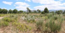 Terreno de pinhal em Santa Comba