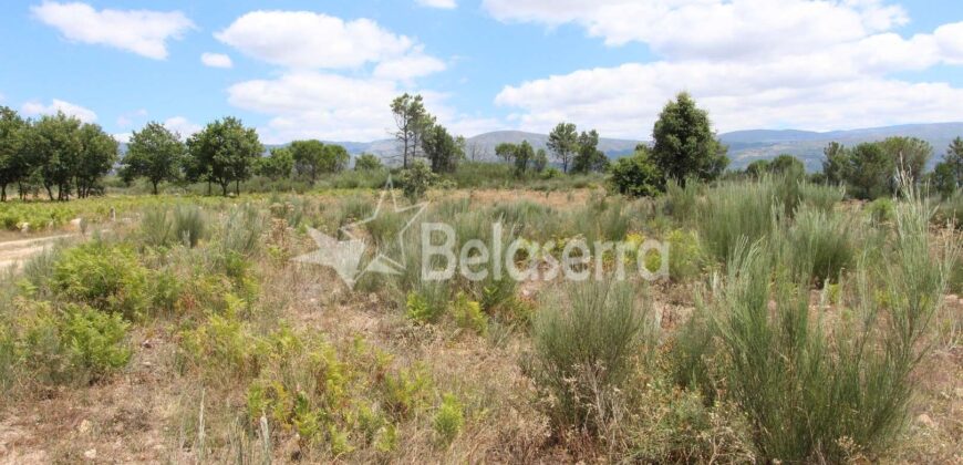 Terreno de pinhal em Santa Comba