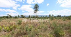 Terreno de pinhal em Santa Comba