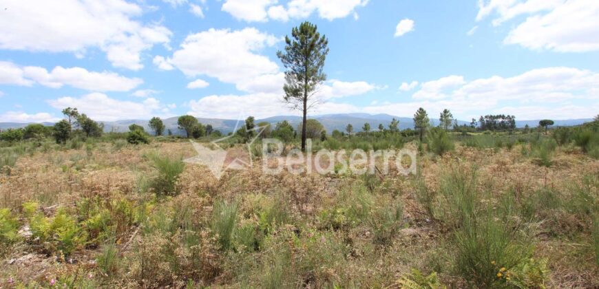 Terreno de pinhal em Santa Comba