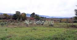 Terreno Agrícola na Vila Chã