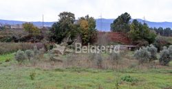 Terreno Agrícola na Vila Chã