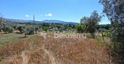 Terreno Agrícola em Vila Cortês