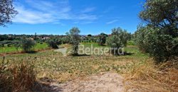 Terreno Agrícola em Vila Cortês