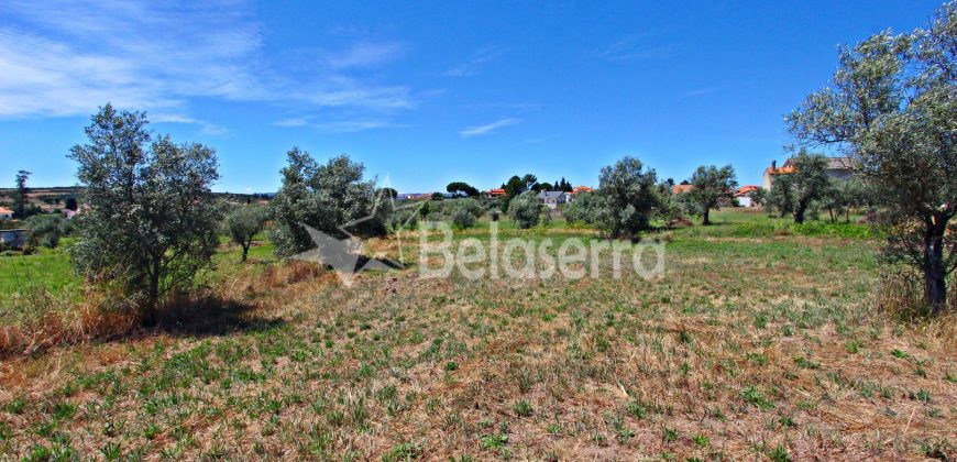 Terreno Agrícola em Vila Cortês