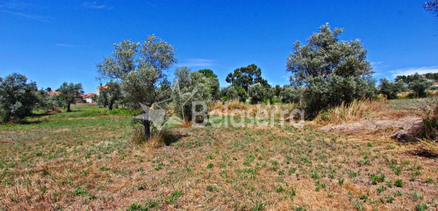Terreno Agrícola em Vila Cortês