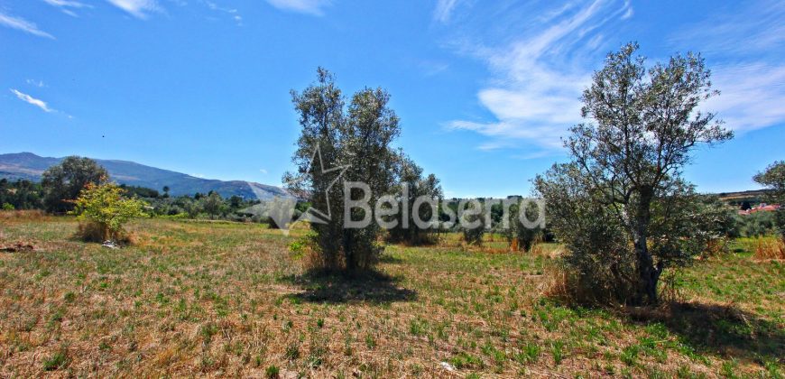 Terreno Agrícola em Vila Cortês