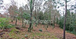 Terreno Rústico em Seia