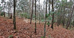 Terreno Rústico em Seia