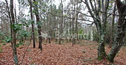 Terreno Rústico em Seia