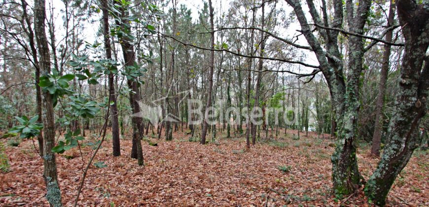 Terreno Rústico em Seia