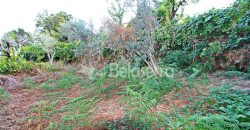Terreno Rústico na Aldeia da Serra