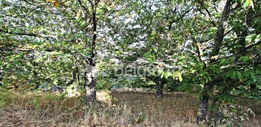 Terreno na Aldeia da Serra