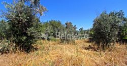 Terreno Agrícola em Nabais