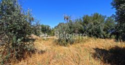 Terreno Agrícola em Nabais