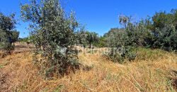 Terreno Agrícola em Nabais
