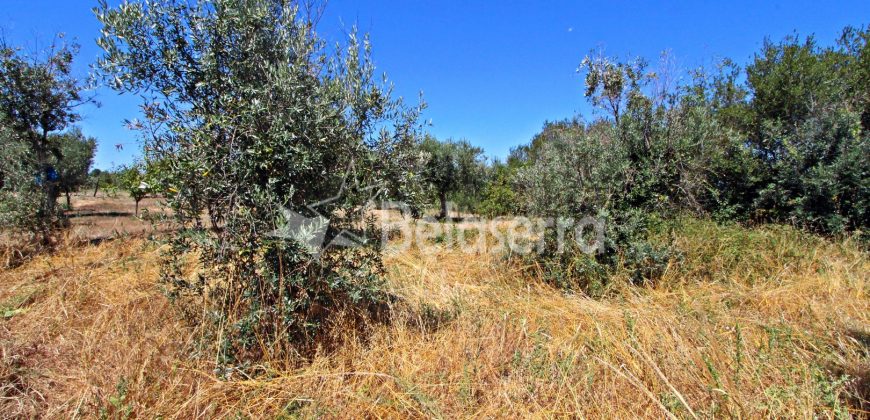 Terreno Agrícola em Nabais
