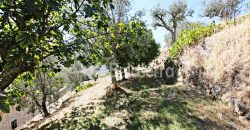Moradia T3 com Terreno em Vodra