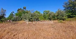 Terreno em Negrelos