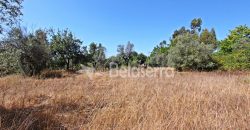 Terreno em Negrelos