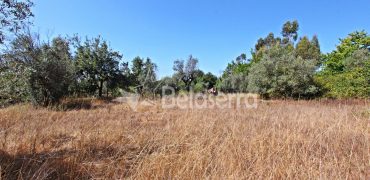 Terreno em Negrelos
