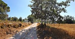 Terreno em Negrelos