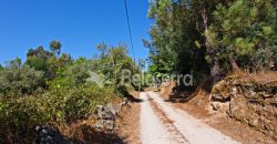 Terreno em Negrelos