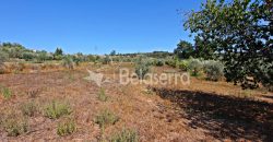 Terreno Rustico em Negrelos