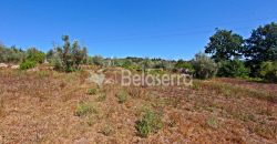 Terreno Rustico em Negrelos